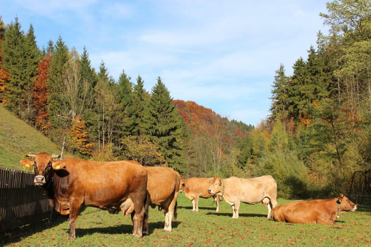 Urlaub Mitten Im Wald - Lueg Apartment
