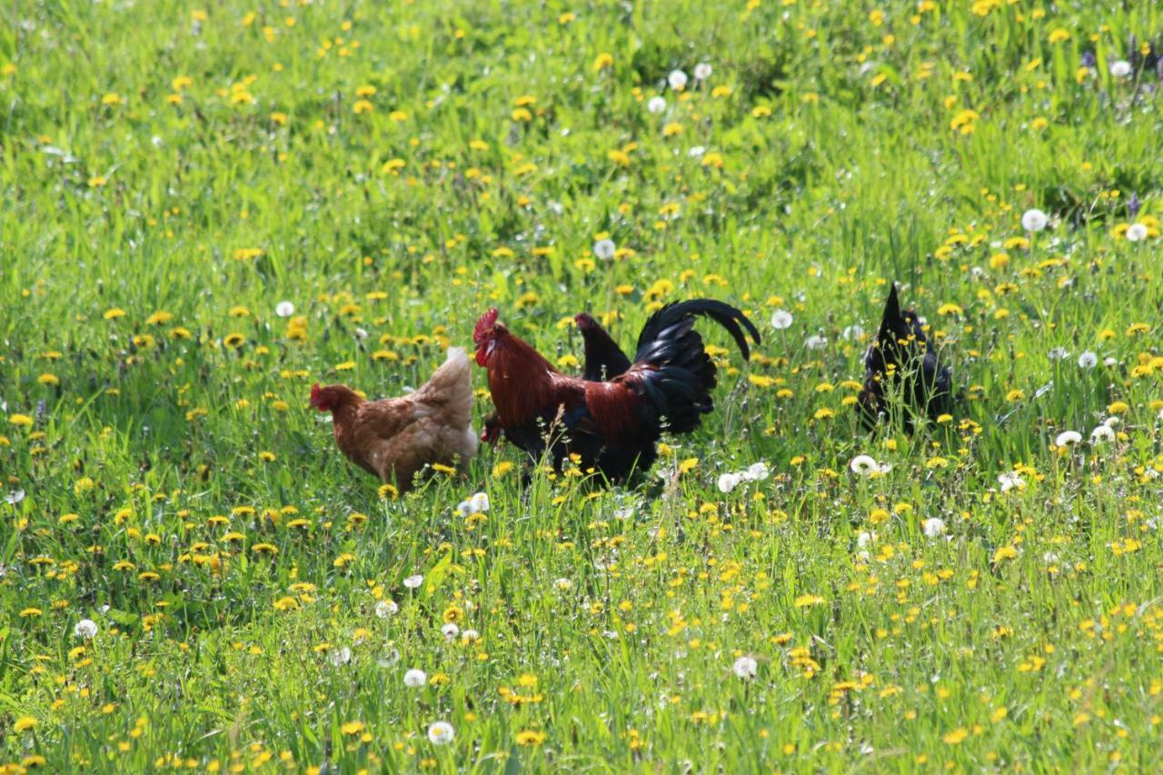 Apartmán Urlaub Mitten Im Wald - Lueg Scheibbs